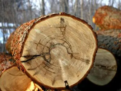 Image shows the end of a large log. 