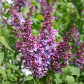 Image shows tall purple flowers.