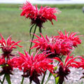 Image shows large red flowers.