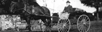 Image shows a black and white photo of a man driving a horse-drawn carriage. 