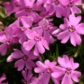 Image shows small purple flowers.
