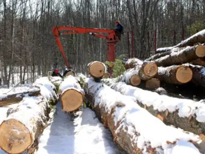 Image shows a large machine picking up logs. 